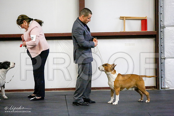 _JJ_4070-BullTerrierAzilApr2016-HR3