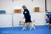 Puppy Bitch 9-12 Sat Ring