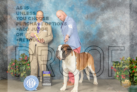 St Bernard #7 Thur BOB Judge Jay RichardsonMJP_7181_SA2023_HR3
