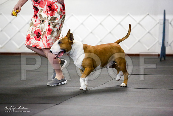_JJ_0743-BullTerrierAzilApr2016-HR3