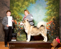Alaskan Malamute #6 Sun G4 Schireman Amber Judge Cindy Meyer
