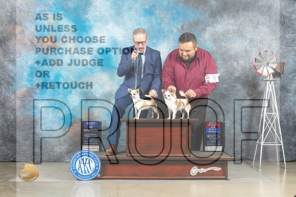 Chihuahua Smooth #6 & Long Coat #6 BOW Judge Joan Liebes_MJ_3728_Amarillo_2022_HR3