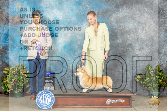 Pembroke Welsh Corgi #14 Sat BOW Judge Dr Antonio MolinaMJP_8819_SA2023_HR3