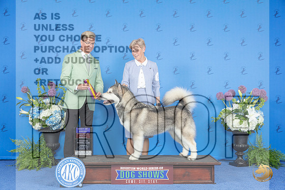 Alaskan Malamute #6 THUR BOB BOBOH Judge Douglas Johnson__JP_8278_Houston_2024_HR3