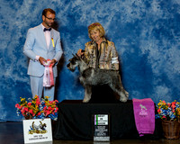 Standard Schnauzer #52 Fri BiSS Lomando Winona Agent Jeffrey Thomas Arch Judge Mr Matthew Davis
