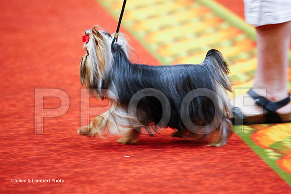 _JJ_6841-YorkieNatJul2016-HR