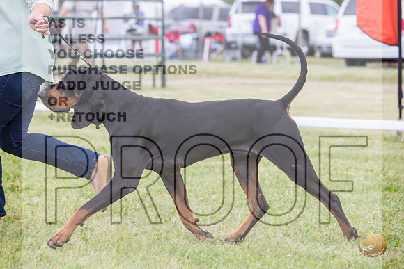Black and Tan Coonhound Ring Wed_JJL_1664_Premier_2024_HR3