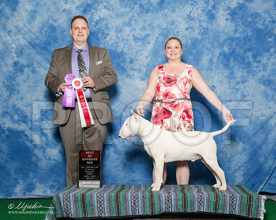 _R1_9347-2-BullTerrierAzilApr2016-HR3