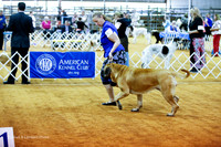 Mastiff #8 LAmbden Jennifer Sun Group Ring