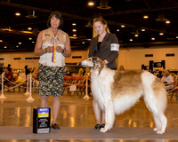 Borzoi #5 Sun BOB Gilbert Mark Trestina & Madison Judge Ms Helene Nietsch