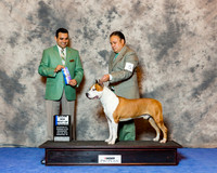 American Staffordshire Terrier #5 Wed Maj BOW Richard Pascoe Judge Joa Machado