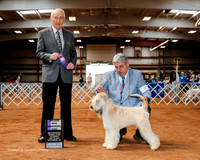 Soft Coated Wheaten Terrier #7 Sat Maj WD Tim Smith Judge Roger Hartinger