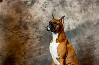 Boxer #41 Thrs Midkiff Katie & Kerry Rodgers CUSTOM