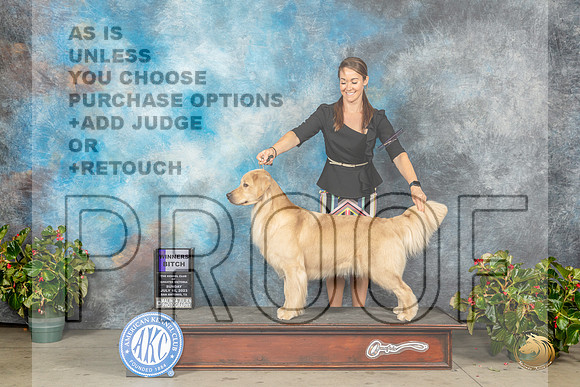 Golden Retriever #24 Sun WB Judge Dr Michael WoodsMJP_9987_SA2023_HR3