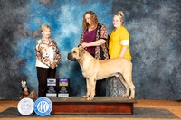 Boerboel #7 Sun BOBCH Judge Pamela Wilson