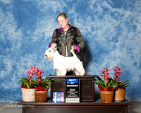 Sealyham Terrier #9 Sun BOW Schneider Sandy and Anita Canada