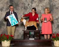Miniature Bull Terreir #8 Sun OH BIS Dreyer M and R and E Maddingill and V Giamo Judge Jim Owens