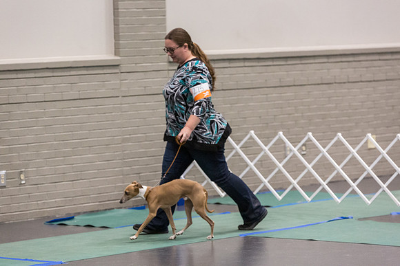 Italian Greyhound Sat Ring_JJL_0734_UKCLNGVIEWOCT2024_2024_HR3