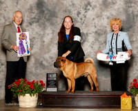 Chinese Shar Pei #11 Sun BISS Parker Domino and Teresa Turner and Bonnie Stoney Judge Roger Hartinger