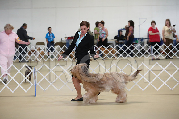 briard-3461-HR300