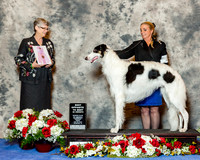 Borzois #29 Fri Best Op to Sweeps Courtney Laurie & Steve Courtney Judge Ms Nancy Hopkins