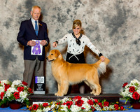 Golden Retriever #47 Fri Maj WD NC Mysliwiec Kassandra Judge Mr Geir Flyckt Pedersen