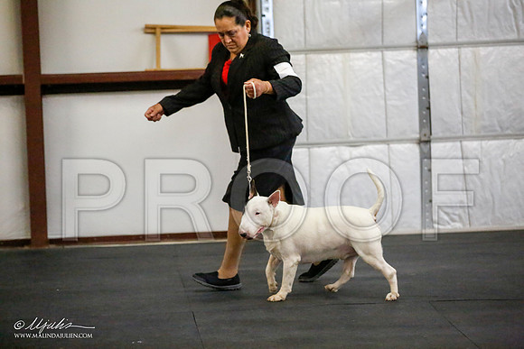 _JJ_4174-BullTerrierAzilApr2016-HR3