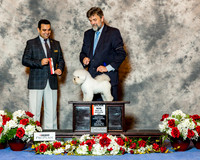 Bichon Frises #19 Sun BOS Maj Zloza Michael J Jr Agent David Scheiris Judge Mr Joao Machado