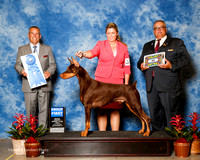 Doberman Pinscher #15 Fri G1 Mitchell Carolyn Austin Jody Huston Gould Colleen Judge Dana Cline