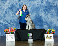 Standard Schnauzer #R107 Fri Rally NT Heishman Donna and Judy Houskeeper