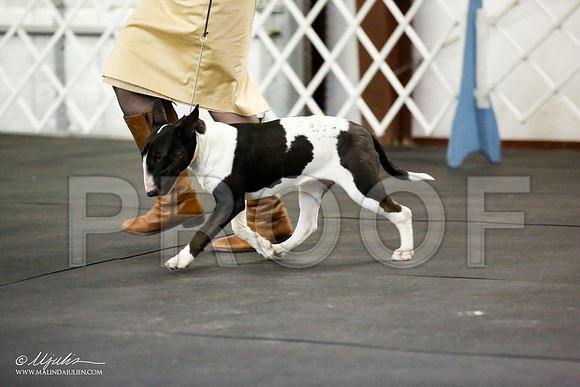 _JJ_2911-BullTerrierAzilApr2016-HR3