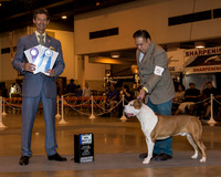 American Staffordshire Terrier #5 Sun BOW Maj Gomez G Garcia Octavio Paul Judge Mr Duff M Harris