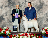 Samoyed #22 Thrs WB Carlson Mary & Dave Carlson Judge Mr Ronald H Menaker RESHOOT