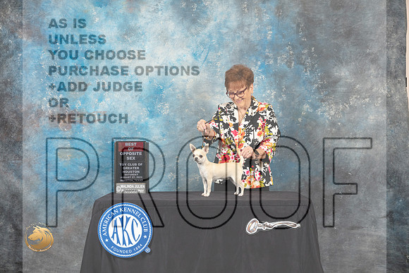 Chihuahua Smooth Coat #28 Sat BOS Judge Tim Robbins_MJ_0109_HstnTOY_2022_HR3