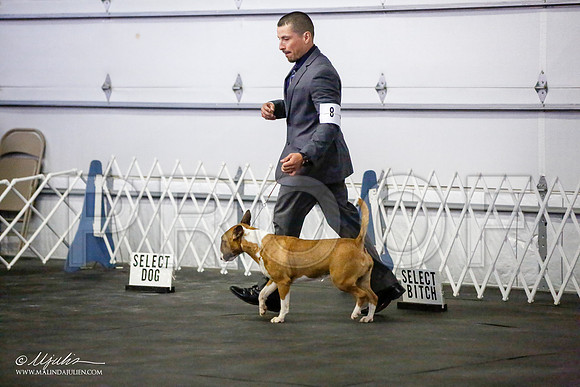 _JJ_3999-BullTerrierAzilApr2016-HR3