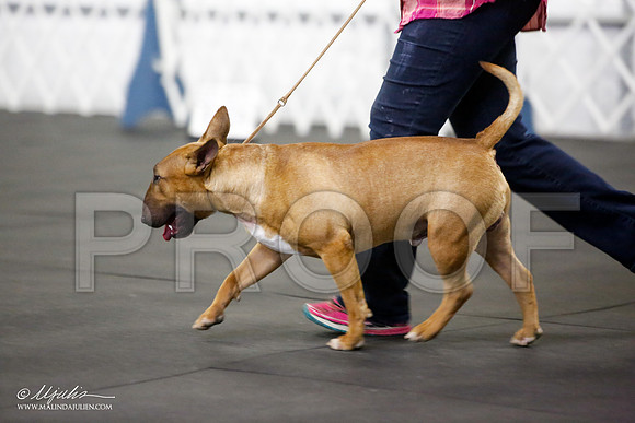 _JJ_0595-BullTerrierAzilApr2016-HR3