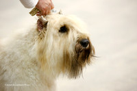 Bouvier De Flandre Sun Ring
