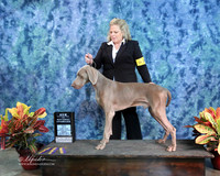 Weimaraner #24822 Sun New Int'l New Nt'l Ch  Roxanna Bumpus  IABCA FW Sep 2013