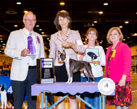Boston Terrier #46 Wed WB Uzoff Maxine Judge Rany Weckman