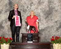 Boston Terrier #11 Sun OH G1 Cole Jane F and Gilbert W Judge Troy Dargin