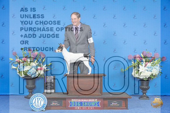 Rat Terrier #8 THUR BOB NC Judge Jamie Hubbard__JP_8449_Houston_2024_HR3