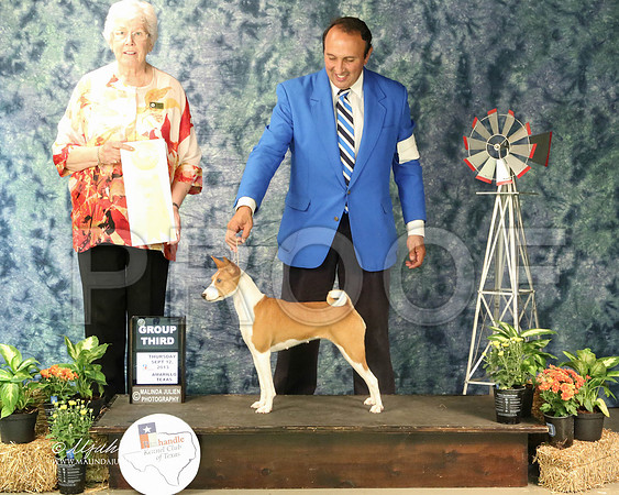 Basenji-4046-Amrllo13 HR