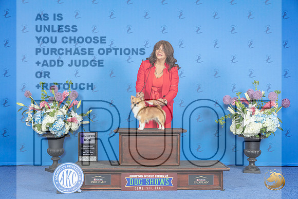 Chihuahua Long #19 SUN WD Judge Douglas Johnson__JP_0265_Houston_2024_HR3