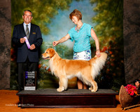 Golden Retriever #8 Sat NC WB Roberts Sandra and Debra Keen Agent Diane Mueller Judge Dana Cline