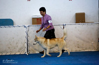 Open Dog Sat Ring