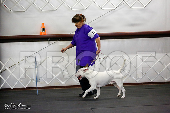 _JJ_3248-BullTerrierAzilApr2016-HR3