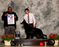 German Shepherd Dog #14 Sat BOB Schneider Nancy D Judge Michael Lynch