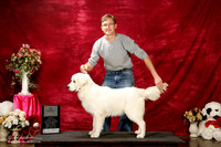 Golden Retriever Sun S2 Danail Tchakarov