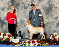 Labrador Retriever #40 Sun BOS Maj NC Koch Paula Nieto Agent Jody Paquette Judge Mrs Carol Tobin Murray