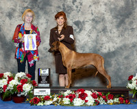 Rhodesian Ridgeback #22 Fri BOB Whitley Pam Elizabeth Lane and David Hurst